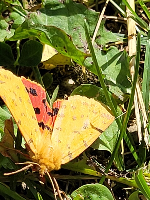 Rhyparia purpurata - bíborszínű medvelepke