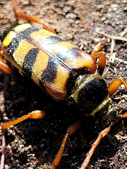 Leptura aurulenta - sárgaszőrű szalagoscincér