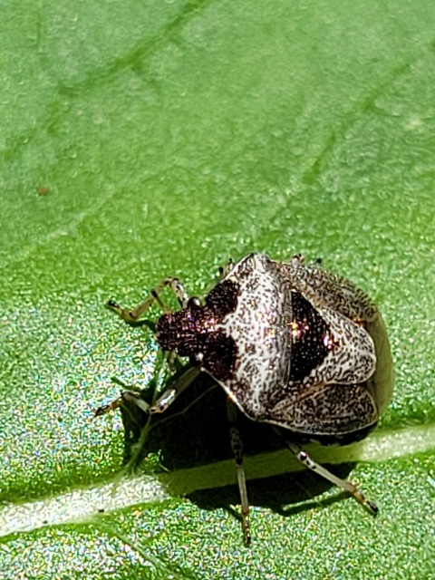 Stagonomus venustissimus - foltos feketefejű-poloska Stagonomus venustissimus - foltos feketefejű-poloska