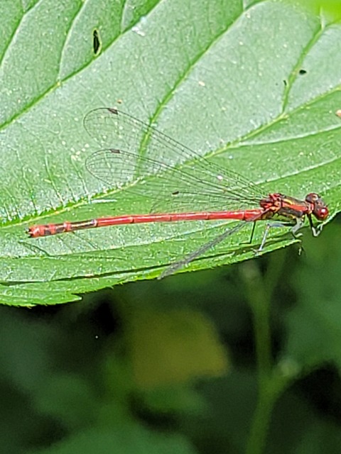 Pyrrhosoma nymphula interposita - vörös légivadász