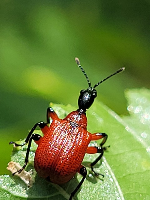 Apoderus coryli - mogyoró-levélsodró