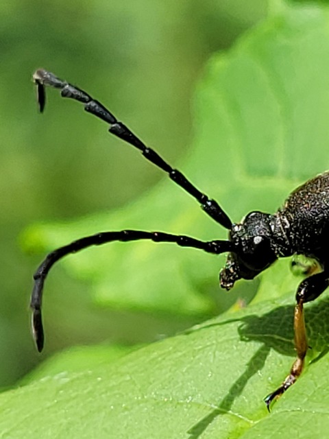 Stictoleptura rubra - vörös virágcincér