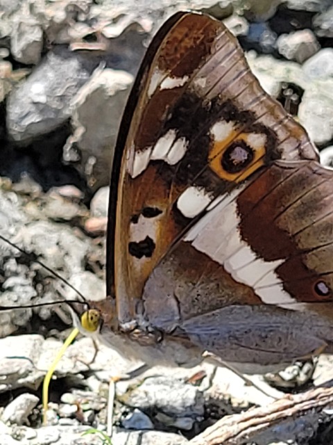 Apatura iris - nagy színjátszólepke