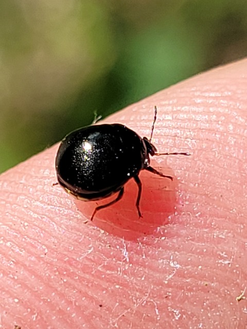 Coptosoma Coptosoma