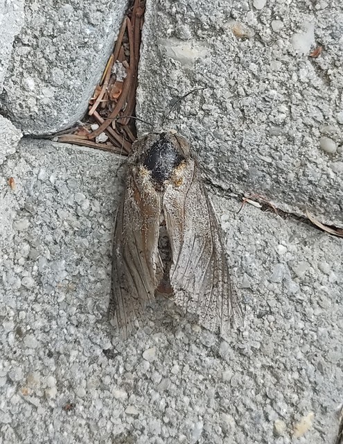 Cossus cossus - fűzfarontólepke