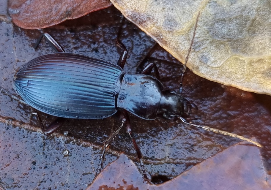 Laemostenus terricola - kék pincefutó