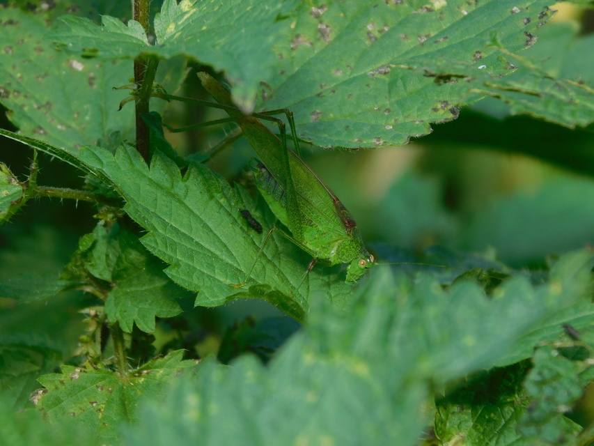 Phaneroptera nana - pontozott repülőszöcske