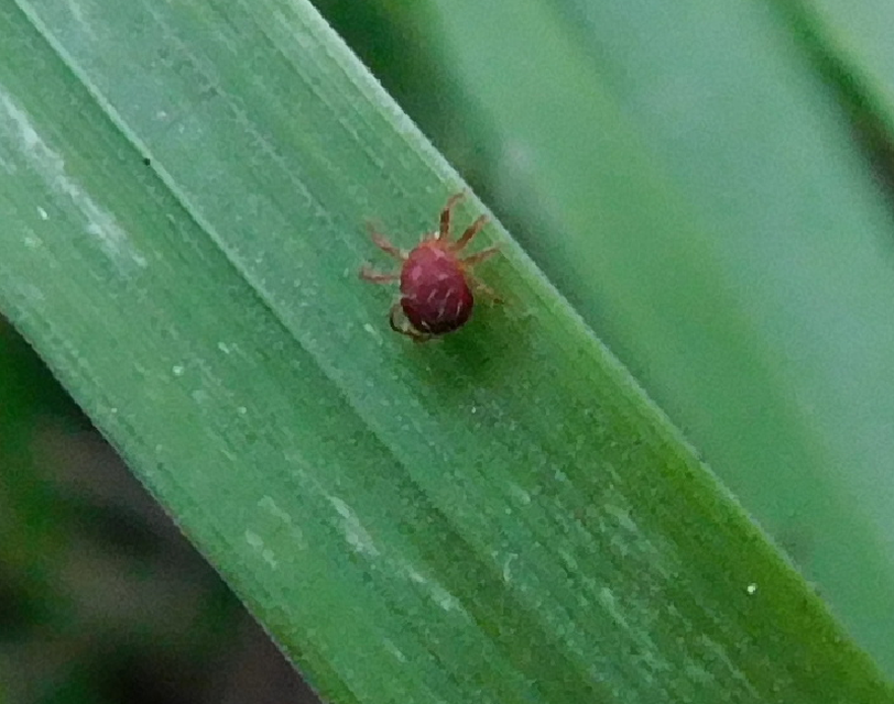 Anystis