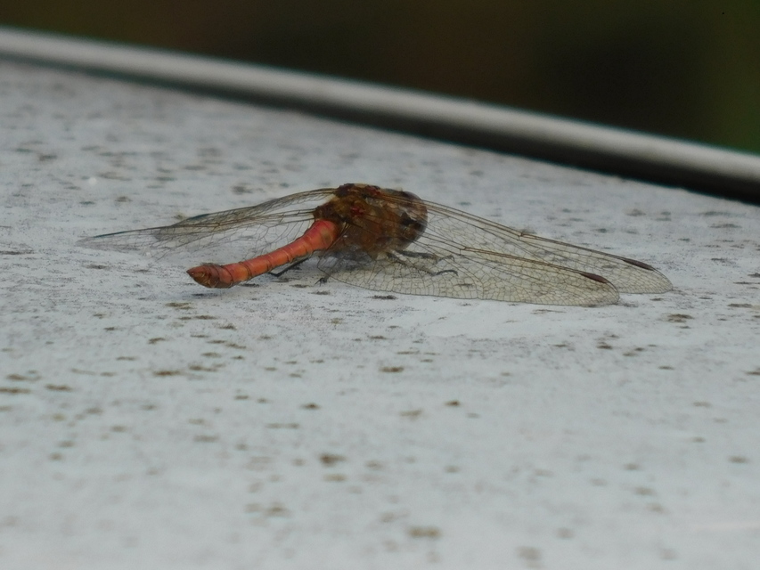 Sympetrum striolatum/vulgatum/meridionale