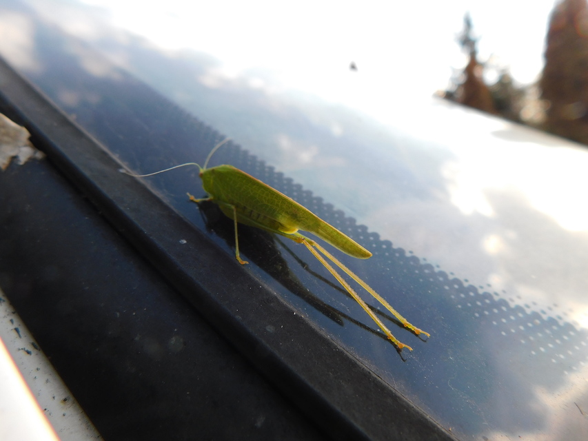 Phaneroptera nana - pontozott repülőszöcske