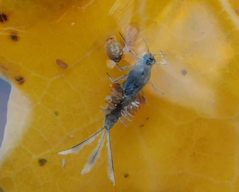 Siphlonurus