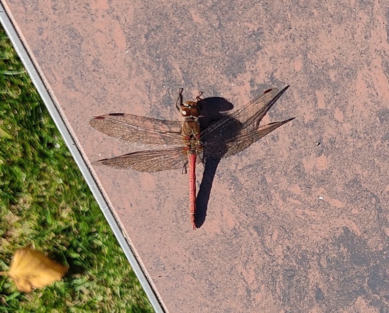 Sympetrum striolatum - harántsávos katona-szitakötő