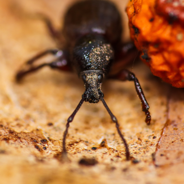 Otiorhynchus raucus - molyhos gyalogormányos
