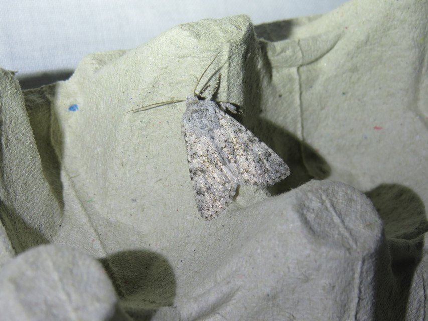 Aporophyla canescens