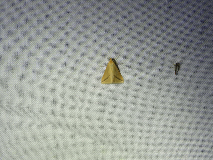 Rhodometra sacraria - rózsacsíkos araszoló