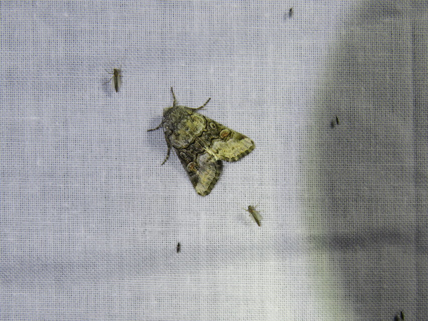 Cleoceris scoriacea - szürke liliombagoly