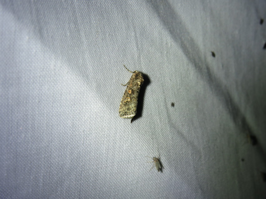 Spodoptera exigua - apró jegyesbagoly