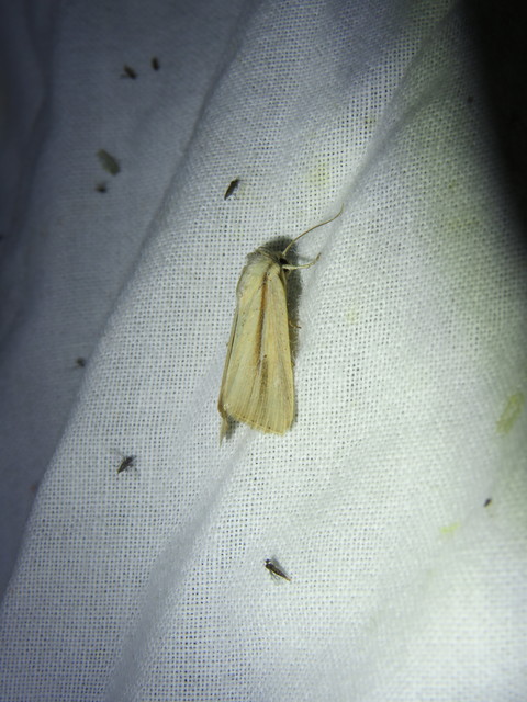 Mythimna prominens