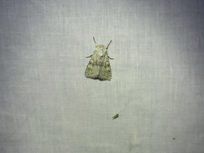 Aporophyla canescens