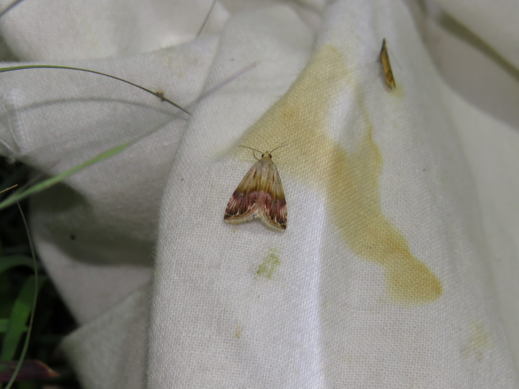 Eublemma ostrina - hosszúszárnyú törpebagoly