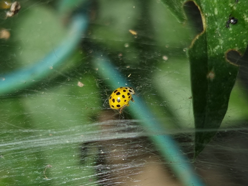 Psyllobora vigintiduopunctata - huszonkétpettyes katica