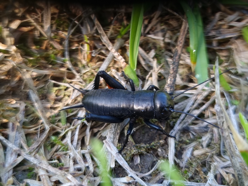 Gryllus campestris - mezei tücsök