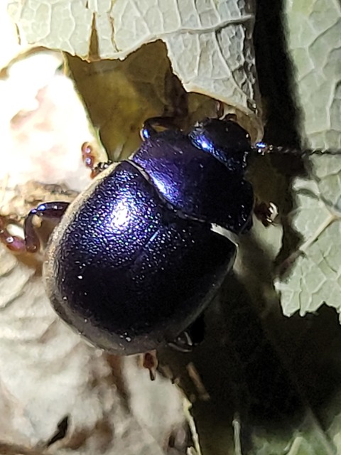 Chrysolina sturmi - vöröslábú levelész