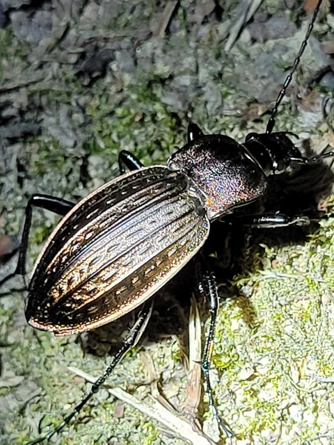 Carabus cancellatus - ragyás futrinka