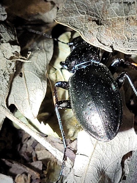Carabus nemoralis - ligeti futrinka