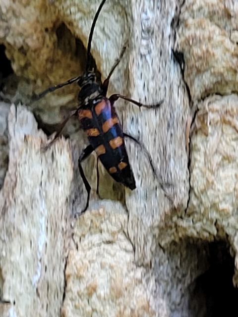 Leptura aurulenta - sárgaszőrű szalagoscincér