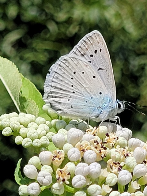 Polyommatus daphnis - csipkés boglárka