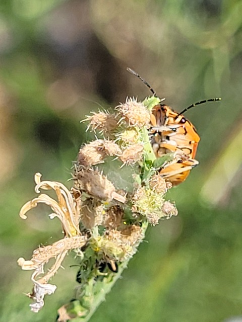 Eurydema ornata - díszespoloska