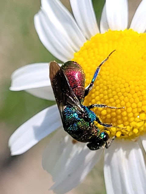 Chrysidea