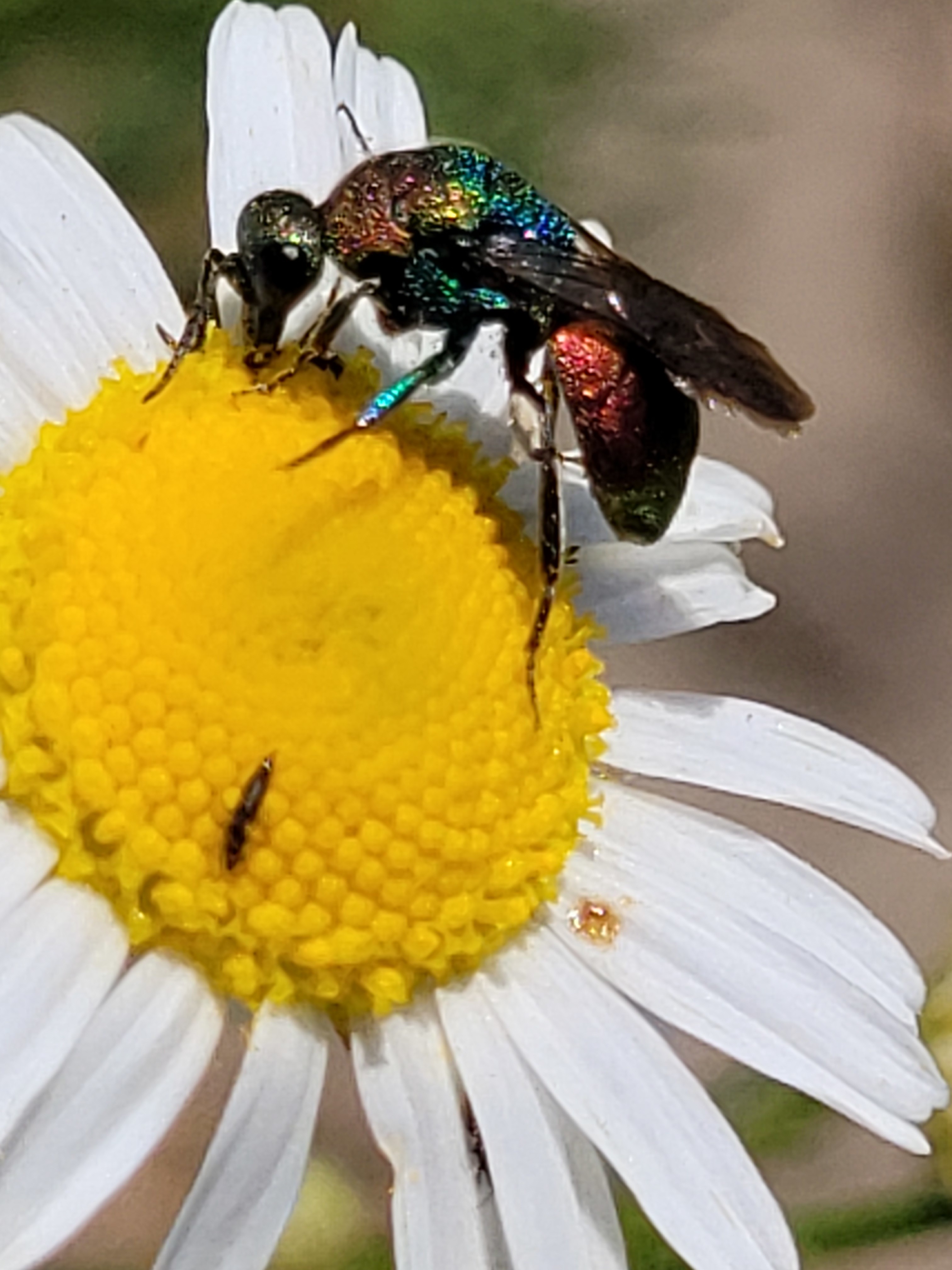 Chrysidea