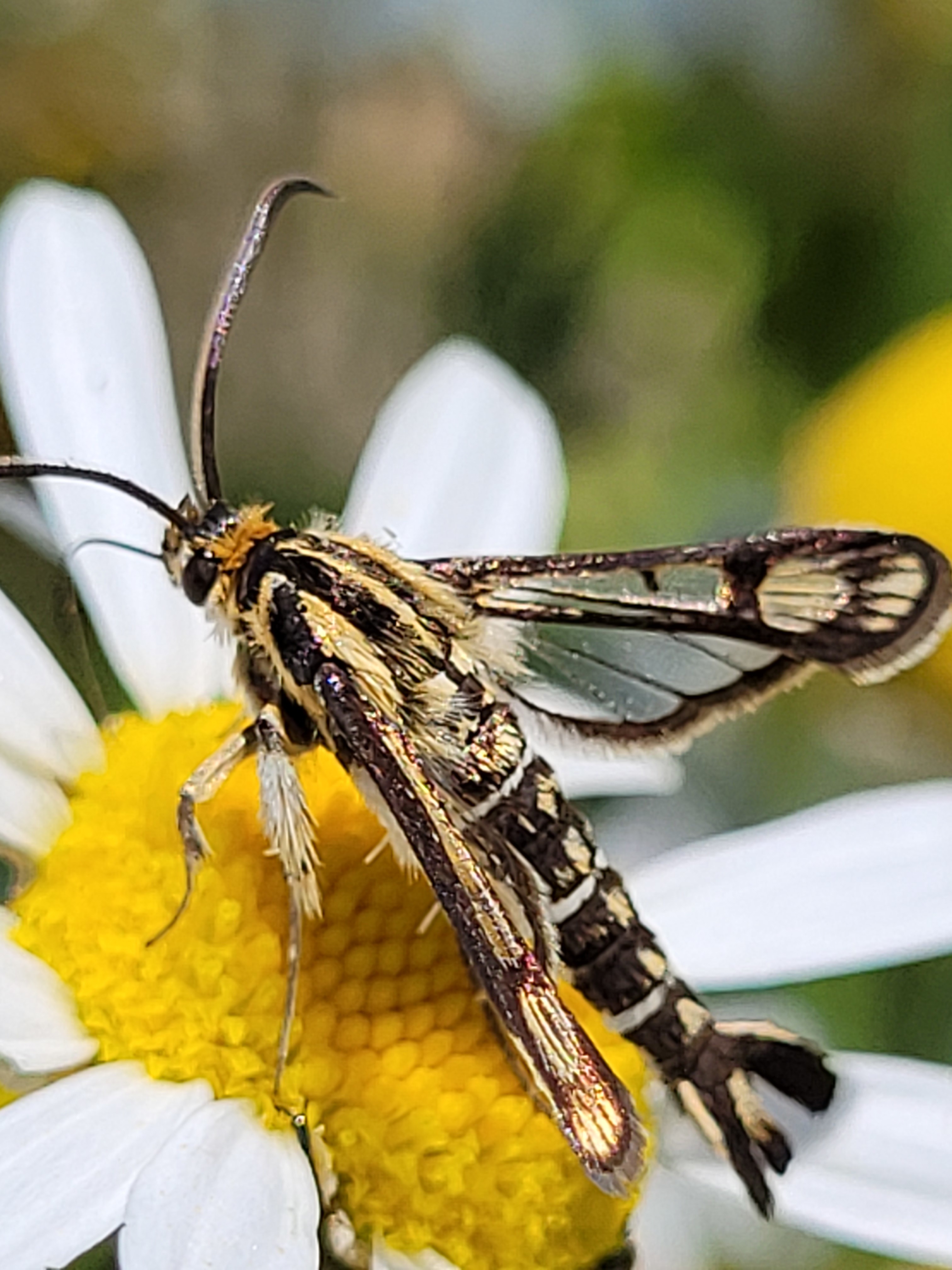 Pyropteron triannuliforme - sóskaszitkár