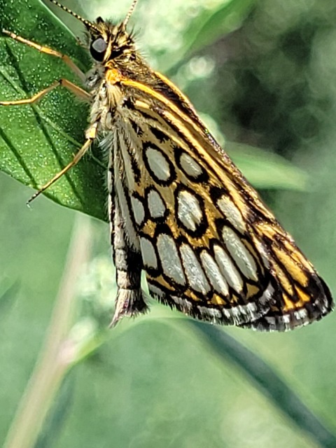 Heteropterus morpheus - tükrös busalepke
