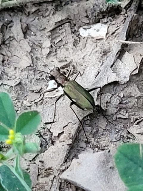 Cylindera germanica - parlagi homokfutrinka