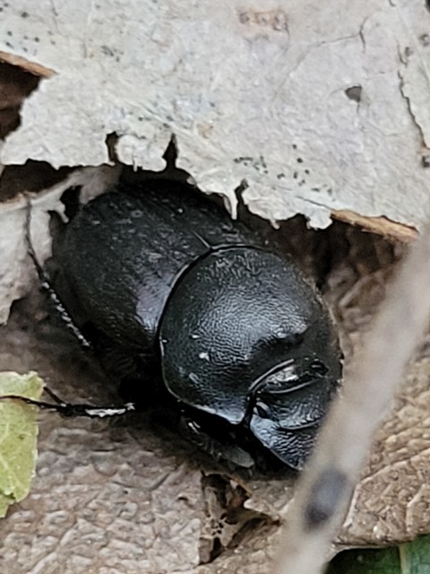 Onthophagus verticicornis - fekete trágyatúró