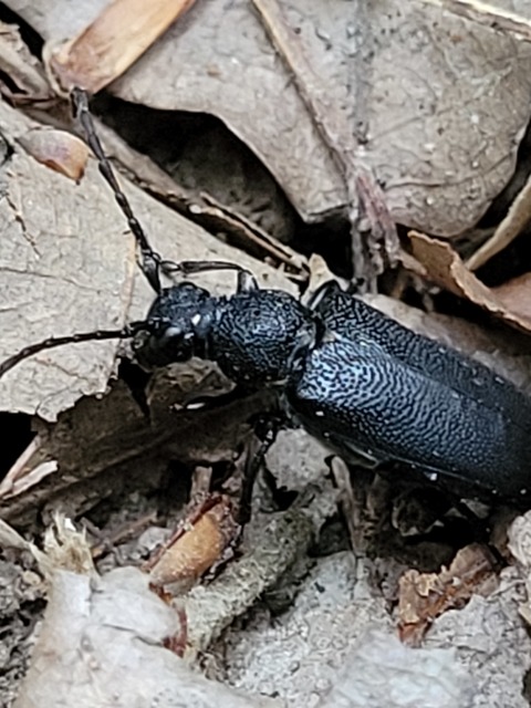 Stictoleptura scutellata - hegyi virágcincér