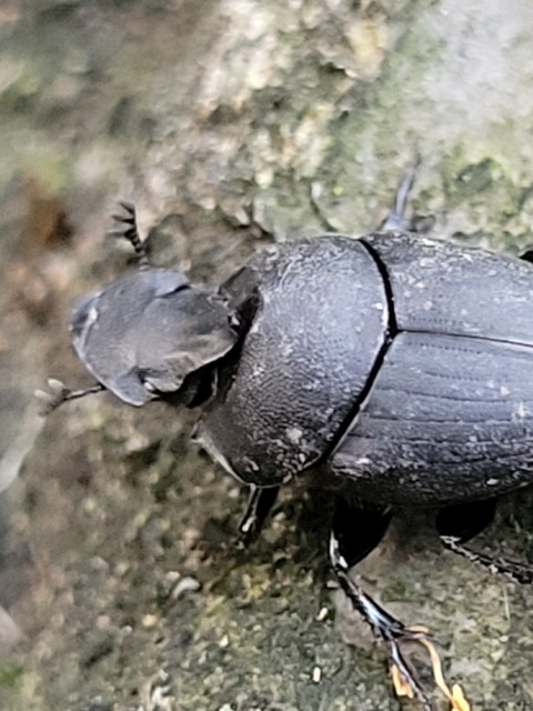 Onthophagus verticicornis - fekete trágyatúró