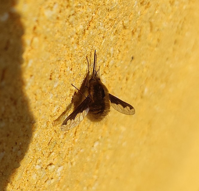 Bombylius major - szegélyes pöszörlégy