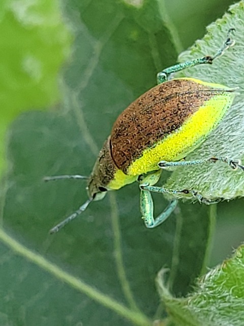 Chlorophanus flavescens - nagy zöldormányos