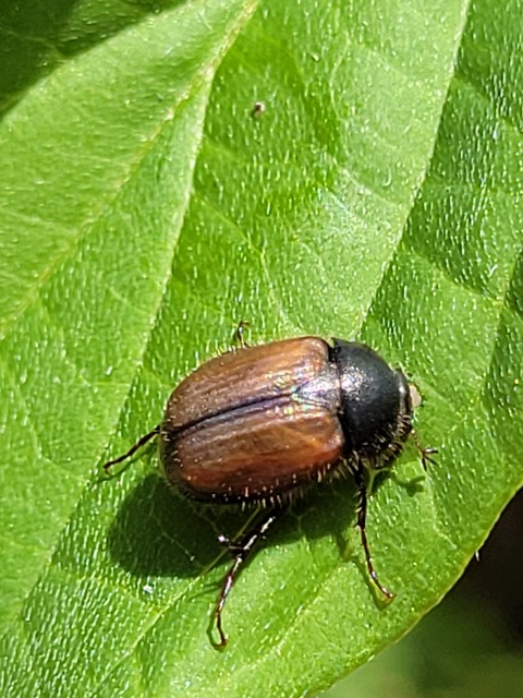 Omaloplia nigromarginata - szegélyes kiscserebogár