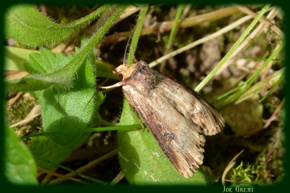 Axylia putris - vonalkás földibagoly
