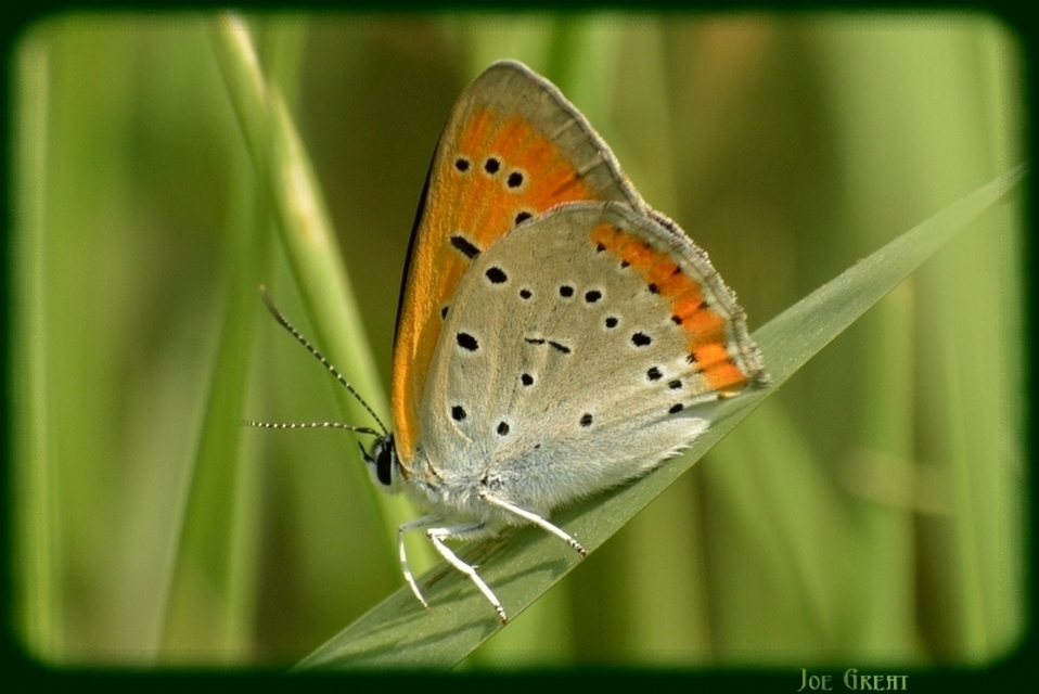 Lycaena dispar rutilus - nagy tűzlepke