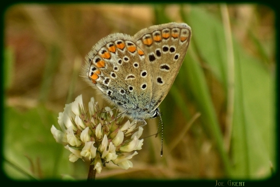 Polyommatus icarus - közönséges boglárka