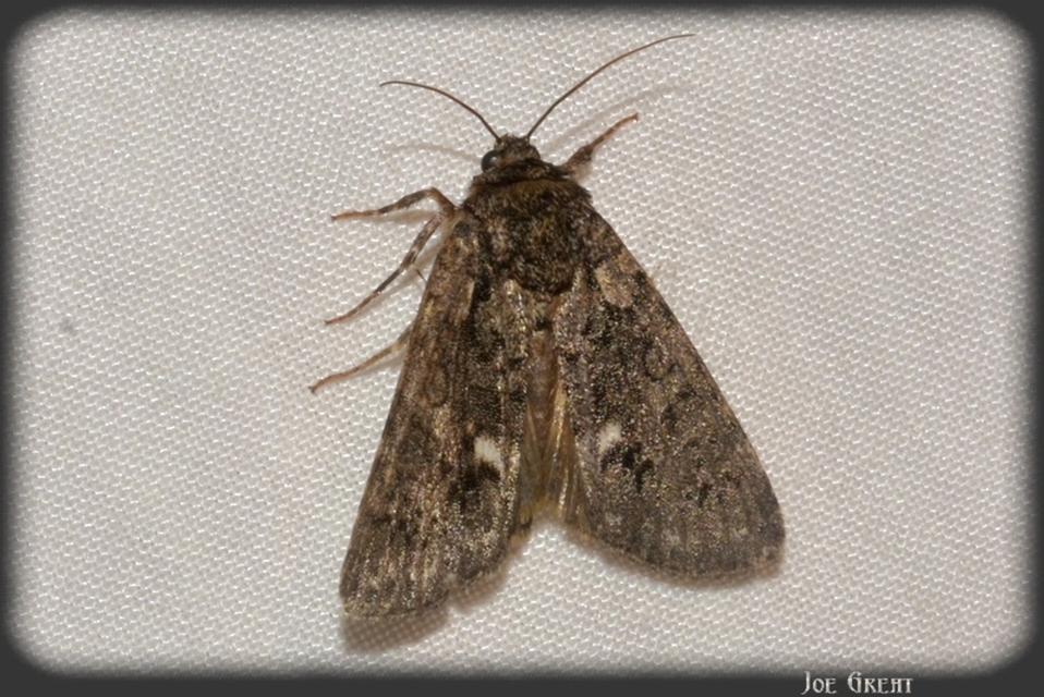 Acronicta rumicis - sóska-szigonyosbagoly