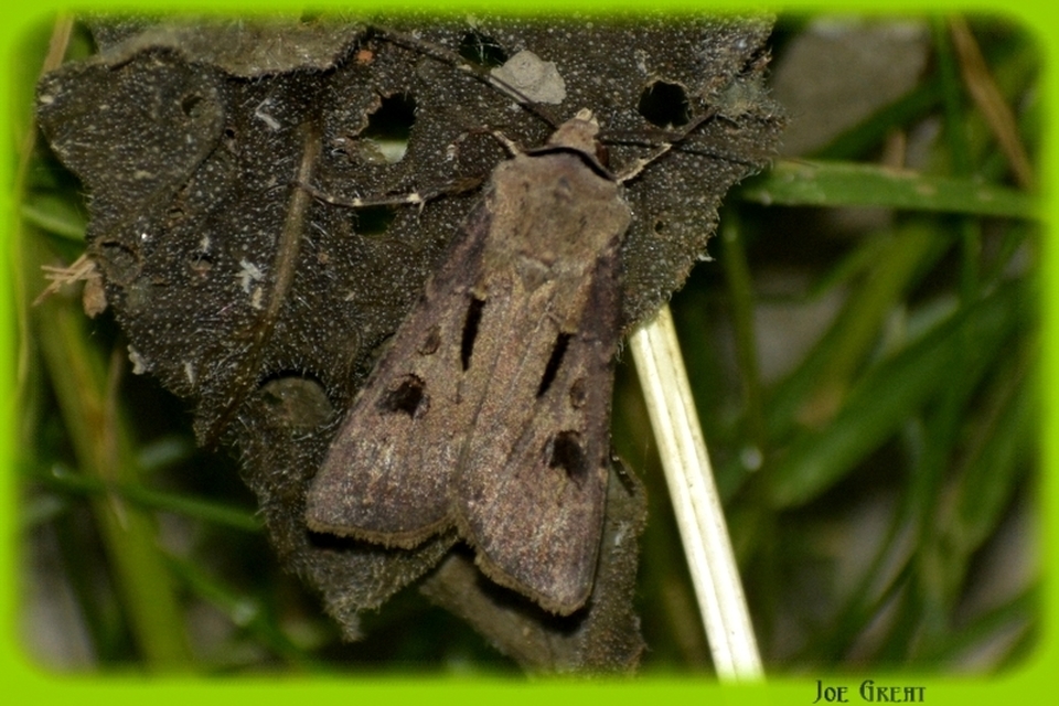 Agrotis exclamationis - felkiáltójeles földibagoly