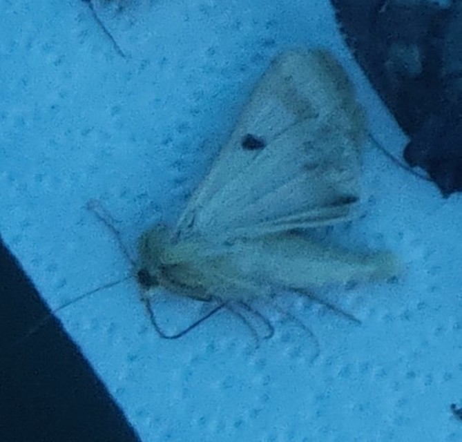 Heliothis peltigera - nagy veteménybagoly