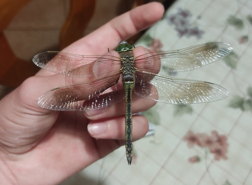 Anax parthenope - barna óriásacsa